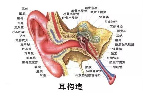 宝宝没耳洞怎么办？到底要不要给孩子开耳道！