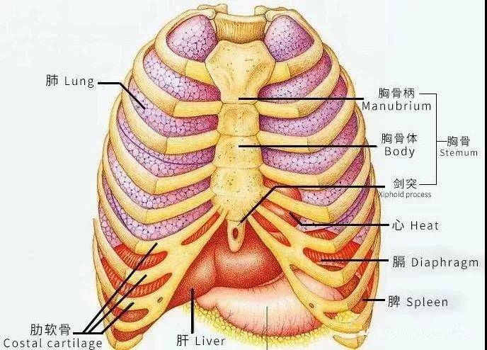 人体肋骨结构图图片