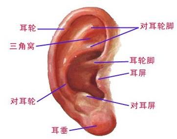 关注耳廓畸形，从婴儿做起！