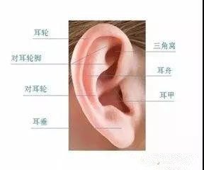 那些关于招风耳的小秘密!
