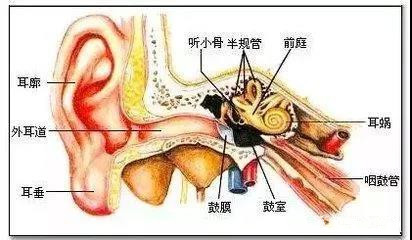 那些关于招风耳的小秘密!